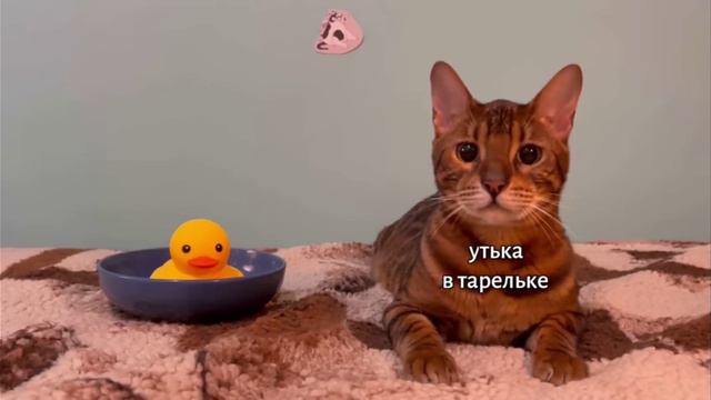 если бы котики ходили в школу🤨 автор @kotiynet в 1 видео 3 серий!