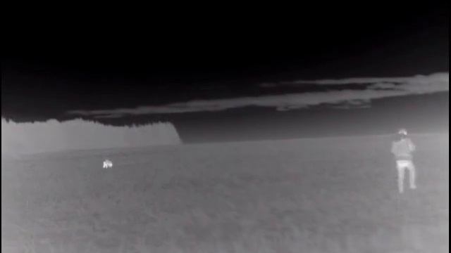 Охота на кабана с подхода. Трехногий кабан Hunting with thermal imager on the boar with the approac