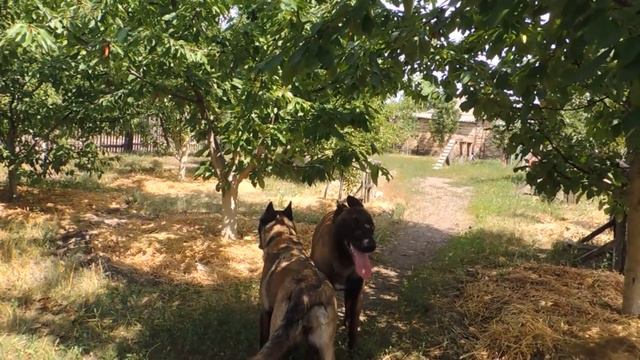 Вязка малинуа.