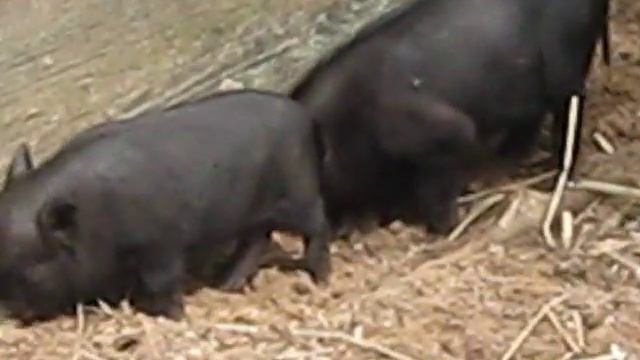 вьетнамские вислобрюхие поросята