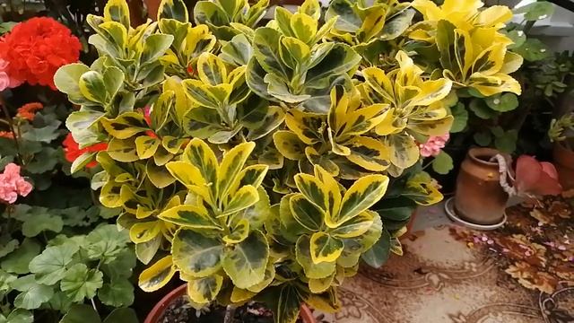 Бересклет японский пестролистный. Мой дом в саду.