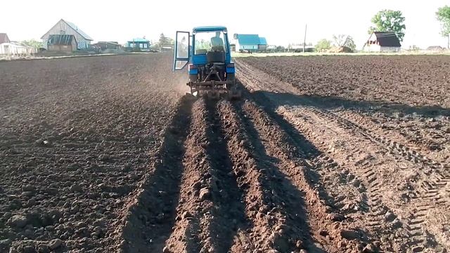 Посадка картофеля под окучник.