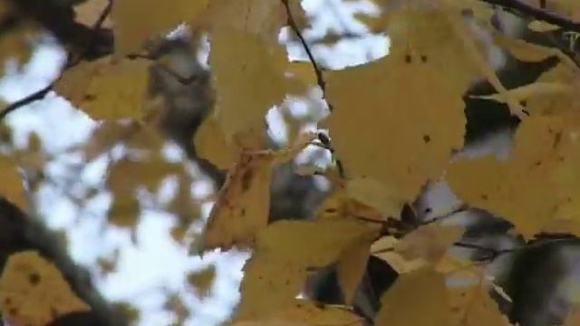 Игорь Крутой Ты в моём сентябре.