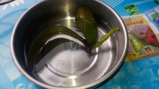 Сладкая парочка ЦИРКОН+ЯНТАРНАЯ КИСЛОТА = чудо раствор