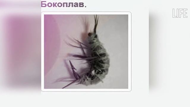 Лучшие мормышки на окуня зимой!