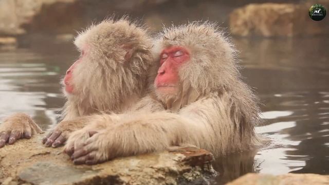 Любопытные факты про обезьян | Интересные обезьяны