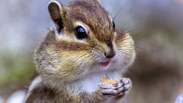 Хитрый бурундук. Г. Снегирёв.