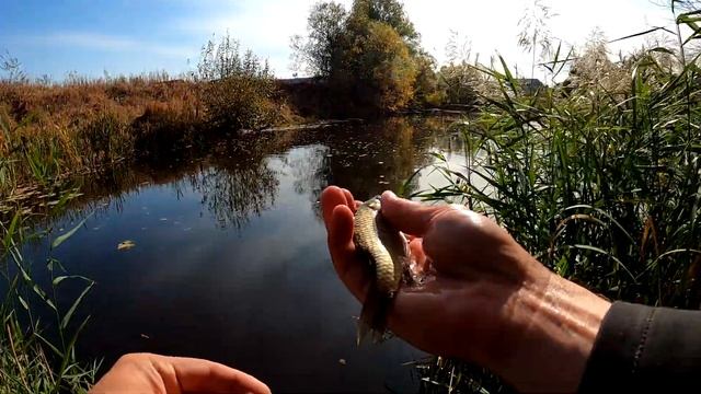 Рыбалка Для Ленивых) - ЩУКА На ЖИВЦА!