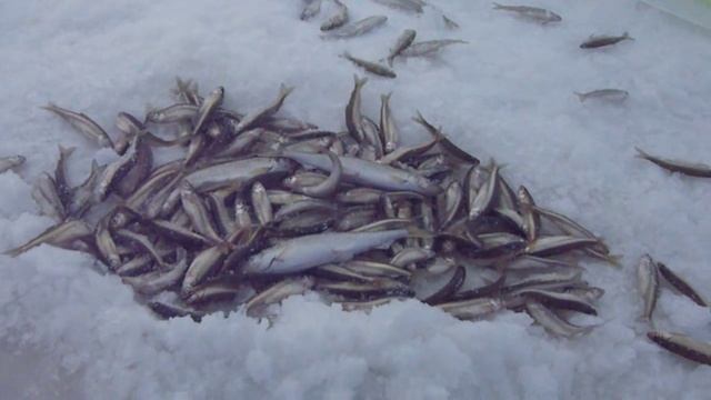 Как ловить на махалки. Подледная ловля малоротки. Сахалинская рыбалка