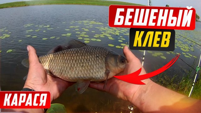 Бешеный клев карася. Рыбалка на карася.
