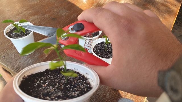 Лимон, Апельсин, Мандарин из косточки. Самый простой способ выращивания цитруса дома.