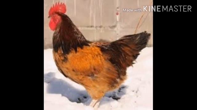 Все о породе СИНЬ СИНЬ ДЯНЬ!