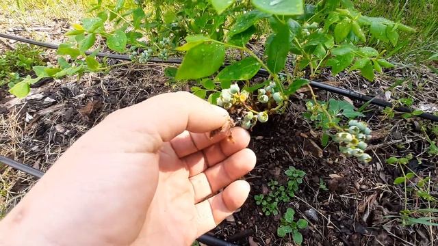 19.июня 2020.защита голубики от птиц. Результат июньской подкормки. Первые признаки болезни голубик