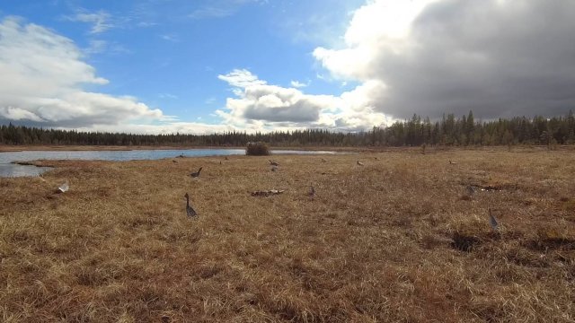 ГУСИНАЯ ОХОТА ВЕСНОЙ НА БОЛОТЕ. 1-я часть