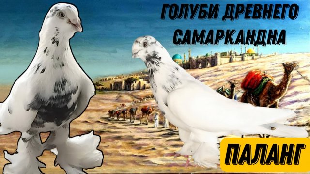 КАК НАЗЫВАЛИ ТАДЖИТСКИХ ГОЛУБЕЙ 60 ЛЕТ НАЗАД В ТАДЖИКИСТАНЕ ? ЧЕРНОНОСЫЕ БУХАРСКИЕ ГОЛУБИ! ПРАВДА)
