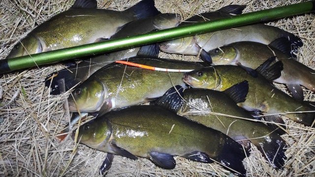 ЭТО ЖОР - ЛИНИ КАБАНЫ ЖРУТ ХЛЕБ И РВУТ КРЮЧКИ, рыбалка на поплавок