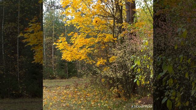 Пётр Ильич Чайковский (осень октябрь)