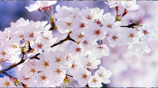 Ой, у вишнёвому саду.