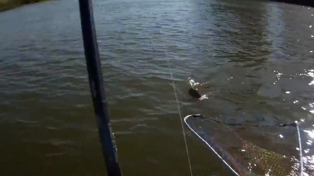 BASSDAY Range Vib 90 ES.Реабилитация на жерехе.Asp Fishing.