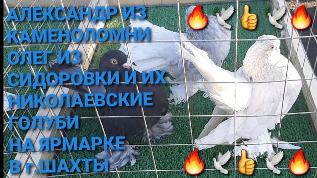 Голуби Александра из Каменоломни, Олега из Сидоровки и многое другое на ярмарке в г.Шахты.