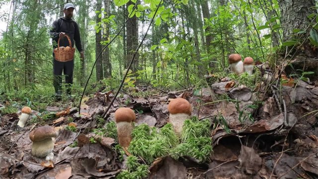 НАШЕЛ В ЛЕСУ ПЯТНО С ОЧЕНЬ КРАСИВЫМИ ГРИБАМИ! СБОР БЛАГОРОДНЫХ ГРИБОВ В ОСЕННЕМ ЛЕСУ | ГРИБЫ 2023