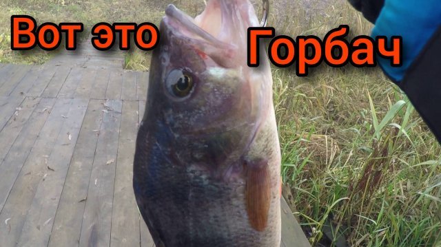 ЛОВЛЯ ОКУНЯ ОСЕНЬЮ.ТРОФЕЙНЫЙ ОКУНЬ .