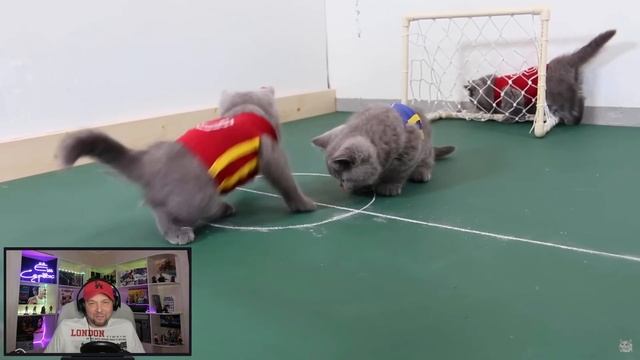Чемпионат Мира по Футболу Среди Кошек Римейк⚽️ Коты Играют в Футбол Реакция на котиков