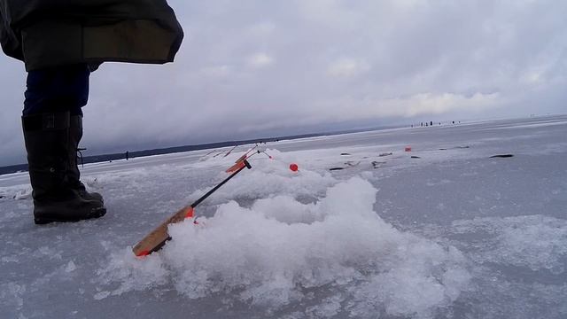 Ловля корюшки  Рыбалка на Финском заливе  зимой