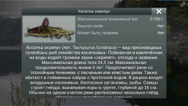 1)Как поймать косатку скрипун  в My fishing world