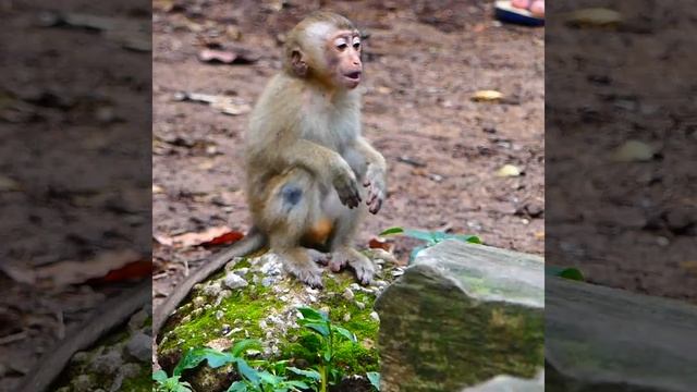 Big brave mummy Libby bitte moneky Joyce warning stop hurt big brat Rainbow when baby cry so lou