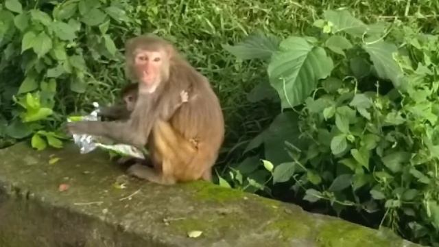 Обезьяна - воришка.Обезьяна в дикой природе.Обезьяна на свободе.Голодная обезьяна.Наблюдение за ней