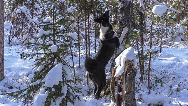 Первые приморозки и насторожка путиков. Ночевки в избушках.