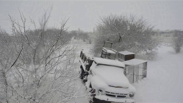 Львы  радуются  снегу  !