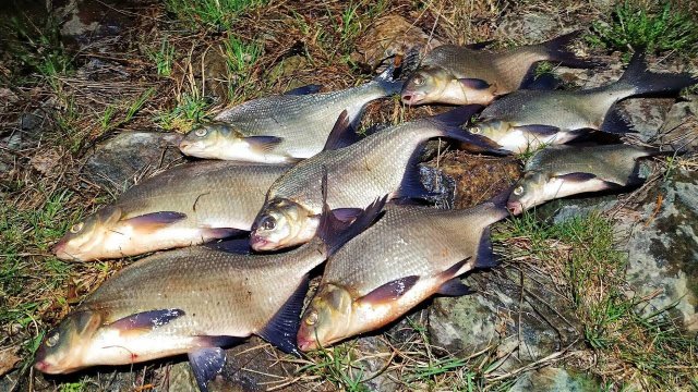 ЛОВЛЯ ЛЕЩА ВЕСНОЙ!!! Рыбалка на фидер. Поклевки леща