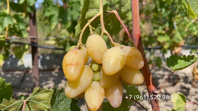 Виноград Белая акация, 14 августа 2024 год, Новороссийск.