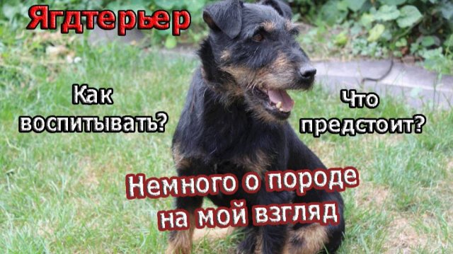 Немецкий Ягдтерьер | Пару слов о породе.