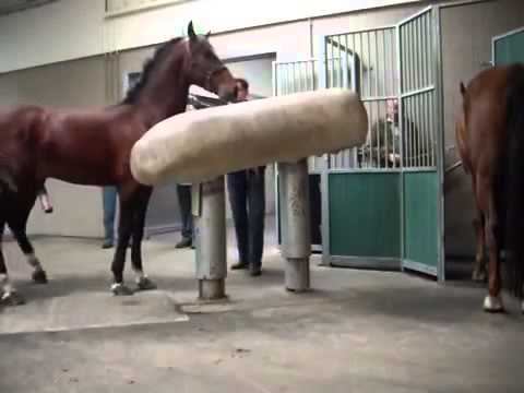 Mating Horses Breeding ~ HORSE MATING Donating Sperm MIX