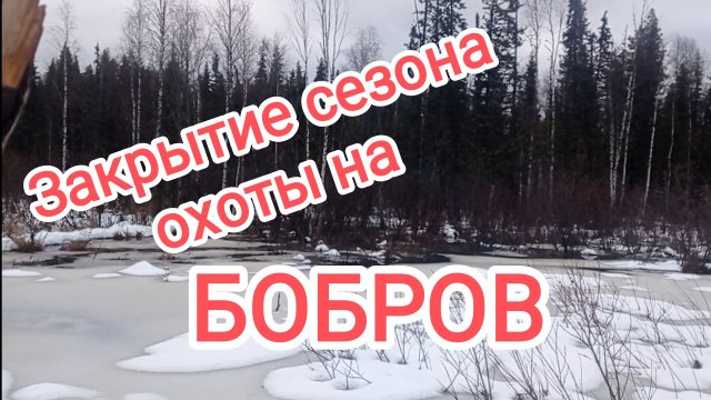 Закрытие сезона охоты на бобров.
