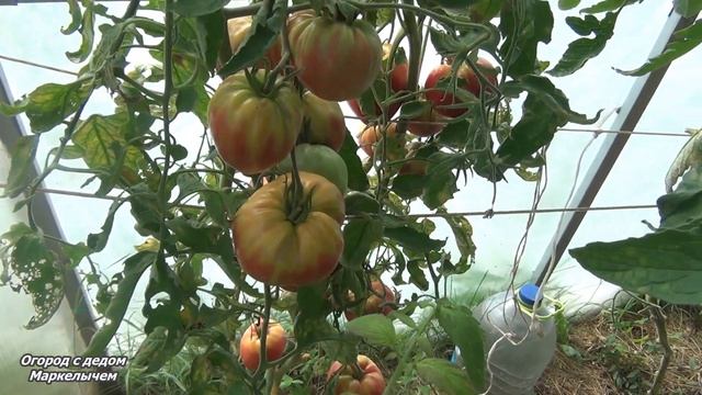 Томат БАТЯНЯ. Всегда хороший урожай.