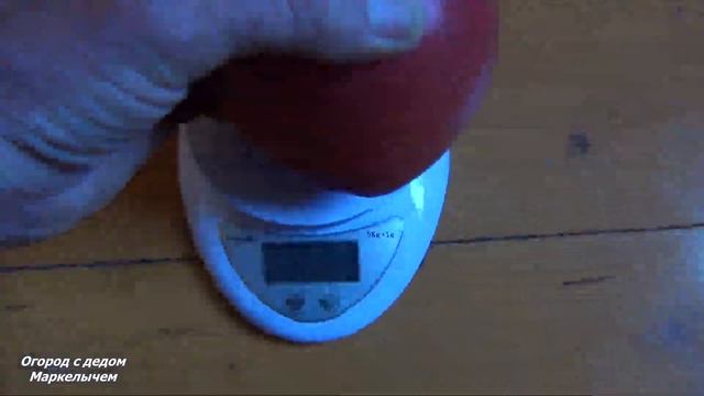 ТОМАТ АЛСУ. Обзор сибирского сорта, личный опыт выращивания.