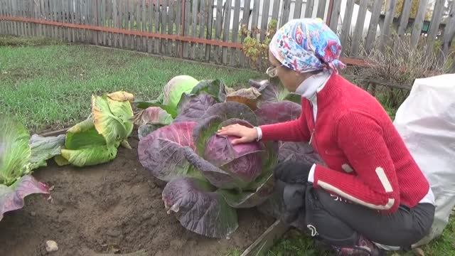 6 соток в начале октябре. Капуста Вьюга уродилась. 2019 год.