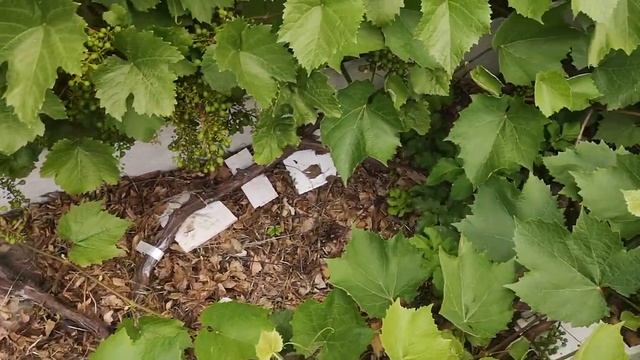 Виноград и многолетняя древесина. Формировка спиралью. Часть 1