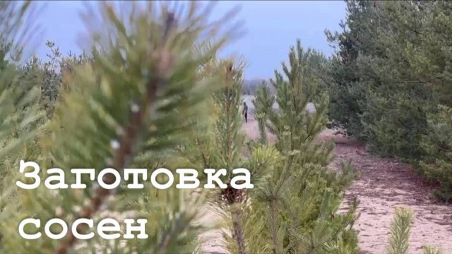 В Станице Луганской заготавливают сосны к Новому году