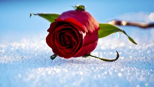 Насилие И Карма