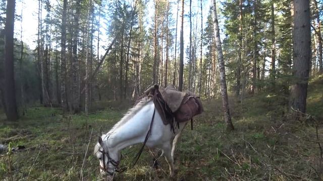 Охота на Медведя на Коне с Лайками