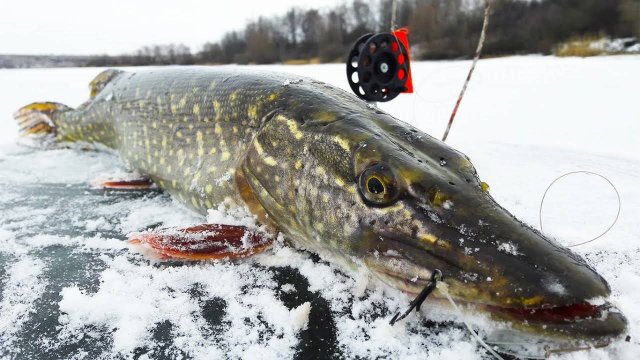 Щука на жерлицы. Карпинск