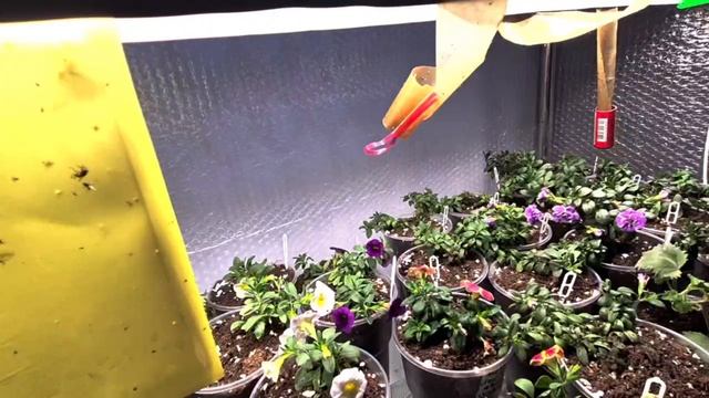 СДЕЛАЛА ПЕРЕВАЛКУ РАСТЕНИЯМ.