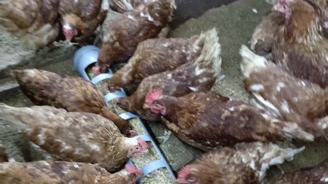 Сделайте это и куры будут нестись зимой