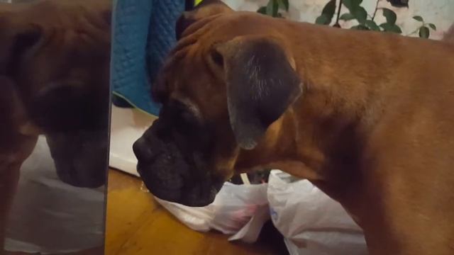 Собака реагирует на звуки