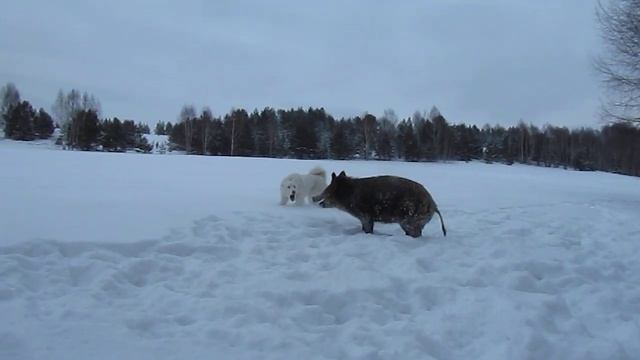 охота с лайкой на кабана